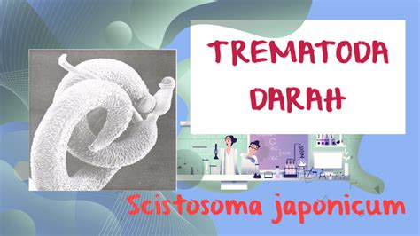 trematoda darah  5