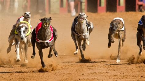 tri state dogs results  Saint Francis University Red Flash Rally