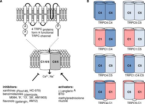 trpc77  John's wort, which mediates its antidepressant-like properties via TRPC6 channel activation