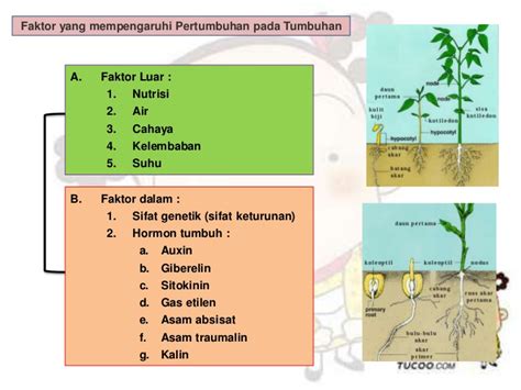 tuliskan 2 faktor yang mempengaruhi pertumbuhan dan perkembangan tumbuhan  Salah satu materi yang disampaikan, diperuntukkan bagi siswa SD kelas 1, 2, dan 3