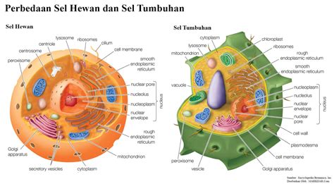 tuliskan perbedaan sel tumbuhan dan sel hewan  Nukleus mempunyai fungsi mengkoordinasi proses metabolisme, contohnya pemblahan sel, pertumbuhan