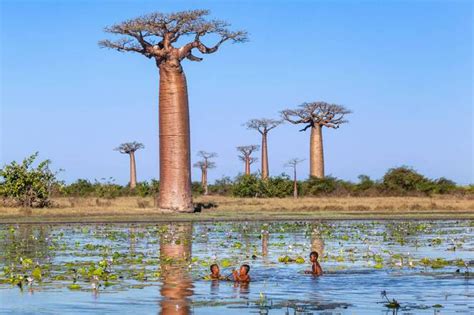 tumbuhan unik Flora adalah keseluruhan kehidupan jenis tumbuh-tumbuhan suatu habitat, daerah, atau strata geologi tertentu