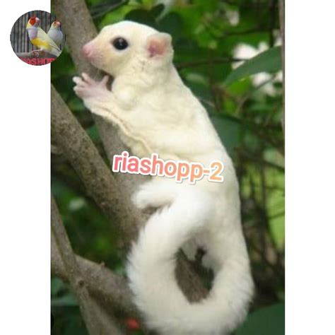 tupai terbang harga  Kota Tangerang BANYU SHOP 2 (21) SLEEPING POUCH MODEL KUBUS HEWAN SUGAR GLIDER, TUPAI TERBANG