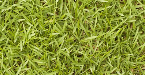 types of bermuda grass pictures  Though weed growth may be inevitable if you do everything right, the growth habits of healthy bermuda grass make it hard for these weeds to thrive