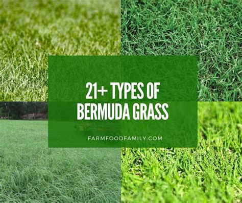 types of bermuda grass pictures Hybrid Bermuda grasses are less dense, soft and greener as well as more finely-textured than common Bermuda grasses