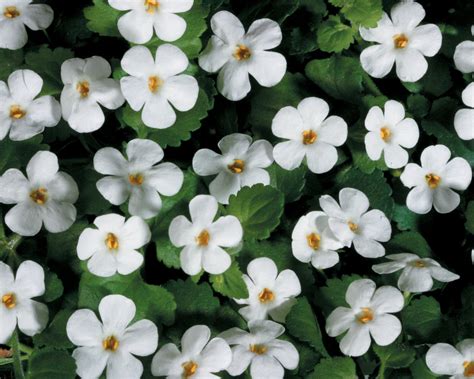 types of flowwers Cosmos ‘Daydream’ produces lovely light pink flowers with bright yellow central disc florets