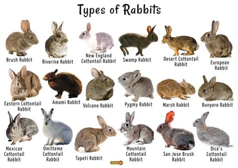 types of rabbits in arizona  This makes for quite a range of sizes, colors, shapes, and fur types of rabbits