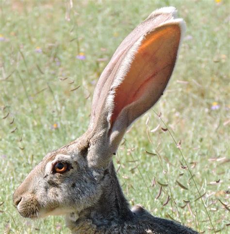 types of rabbits in arizona  You can also buy a combo license for $57 that includes both hunting and fishing