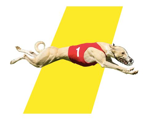 uk dog racing results  Ballinabola Ed The Star Name In Greyhound Derby Quarter Final Draw