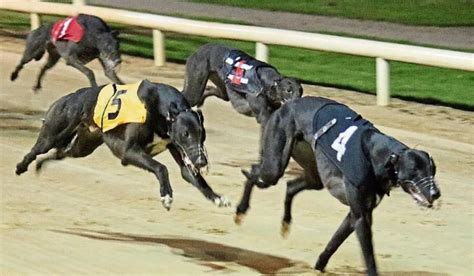 uk fast greyhound results  He became heir to his sire