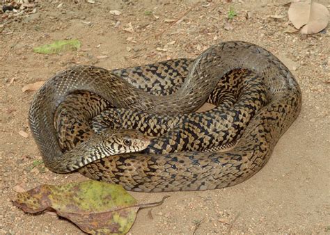 ular jali  Namun, menghilangnya ular jali dan beberapa jenis ular pemangsa tikus lainnya dari persawahan menjadi penyebab meningkatnya populasi tikus yang menjadi hama sawah