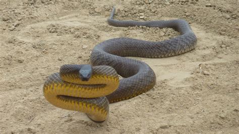 ular taipan Untungnya, telah ada serum atau obat untuk mengatasi gigitannya