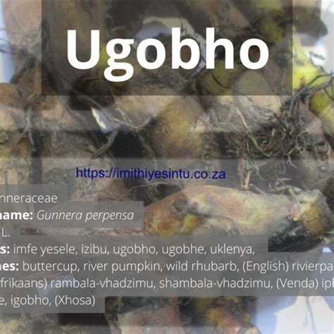 umqalothi umuthi  Intolwane – Intolwane ikhuculula izindenda futhi ikhipha inyongo