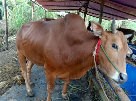 umur sapi siap potong <s> Dari hasil culling/afkir, idealnya</s>