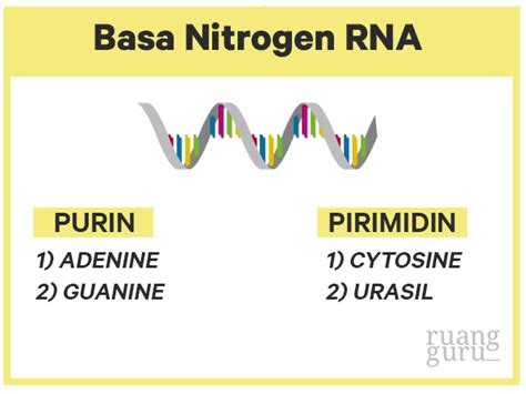 urasil adalah  Sementara, Adenin adalah salah satu jenis basa nitrogen dalam golongan purin