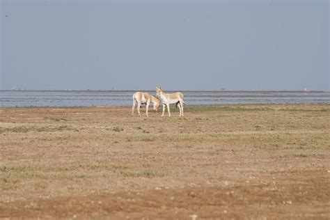 urlaub bhuj  Belong anywhere with Airbnb