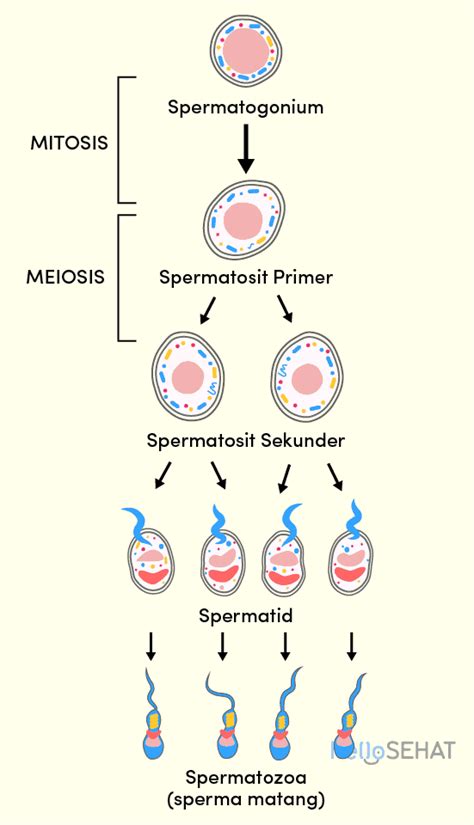 urutan peristiwa spermatogenesis yang benar adalah  Semakin banyak sperma dengan bentuk normal pada air mani, semakin mudah pula sperma-sperma tersebut berenang mencapai sel telur