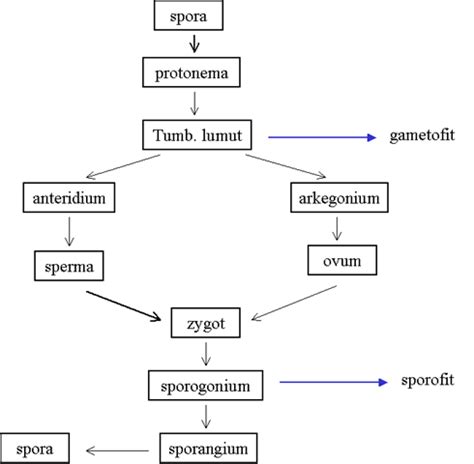 urutan siklus hidup tumbuhan bryophyta pada fase ganetofitnya adalah 9)