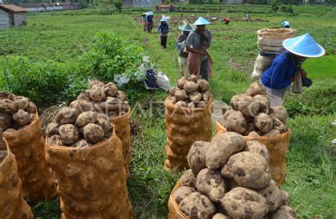 usia panen ubi jalar  Ubi ungu sebagai obat anti peradangan