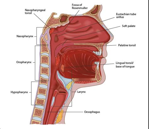 veriprocess  Start studying med term unit 2