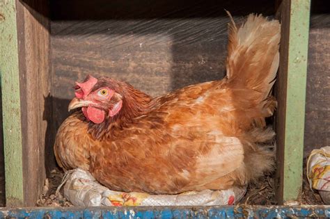 vintage story broody hen ) It's unlikely to extend beyond some light pecking if the chicks get in the way of the food