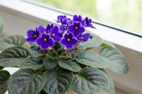 violas toxic to cats  The answer is no, African violets are not poisonous to cats