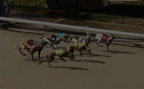 virtual dog racing odds  Real racing sequences in real time