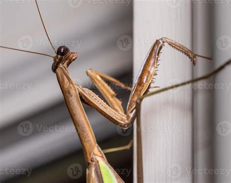 visita de louva deus marrom  Deixe que ele mesmo suba na sua mão e coloque-o em um pote enquanto limpa a gaiola