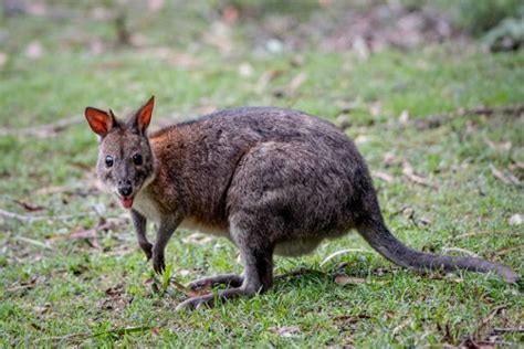 walabi termasuk fauna tipe  Jenis Fauna Asiatis atau contoh hewan asiatis antara lain adalah: Gajah, Harimau, Badak Bercula Dua, Badak Bercula Satu, Orang