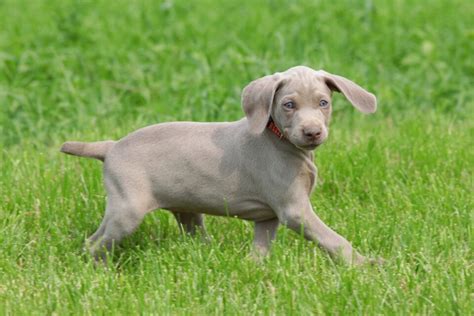 weimeriner  On Good Dog today, Weimaraner puppies in Jacksonville, FL range in price from $1,200 to $2,200