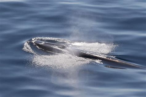 whale watching corpus christi 7FM and 1440AM