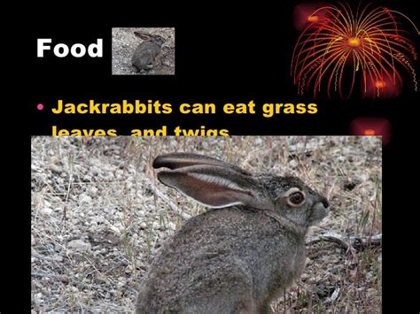 what do jackrabbits eat  They eat constantly but generally forage for food early in the mornings and late in the