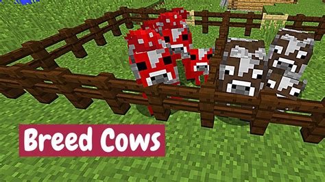 what do mushroom cows eat in minecraft  They are the only place in the game where mycelium and mooshrooms are found, and have the special property that no hostile mobs normally spawn in them