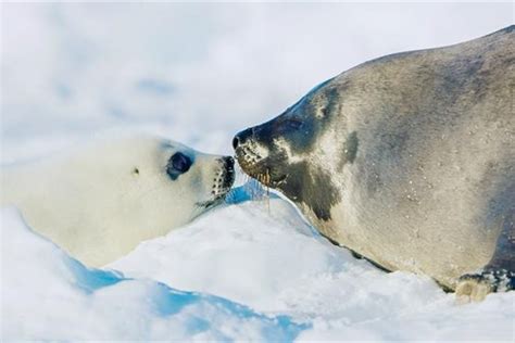 what do seals sound like  Just leave the jar on the counter