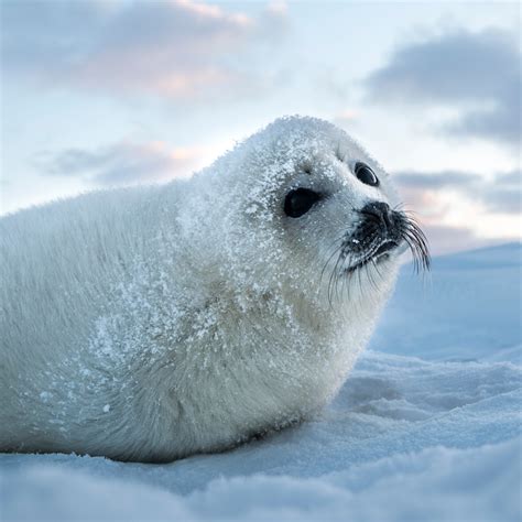 what do seals sound like  One can say seals are one of the most friendly members of kingdom Animalia