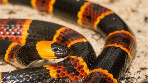 what is the saying for a coral snake  Whatever you desire