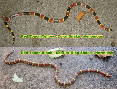 what is the saying for a coral snake 