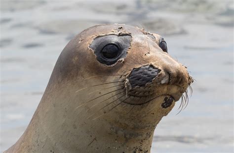 what sound do seals make  In captivity, seals have been recorded underwater making rapid, pulsed sounds (or “ clicks ”) emitted at rates of 70-80 pulses/sec (similar to the buzz produced by some odontocetes )