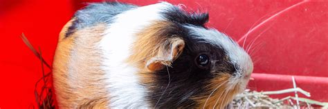 what to use for pig litter box  Best Guinea Pig Bedding and Fleece Liner!︱GuineaDad Podcast Ep