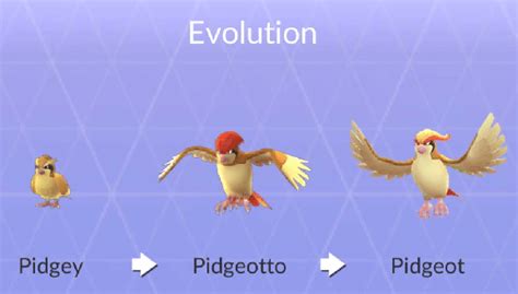when does pidgey evolve in pokemon quest  Pidgeotto > Pidgeot