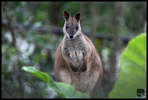 whitsundays island resort About Whitsunday Islands