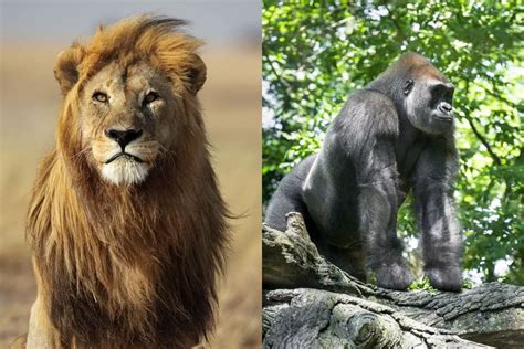 who would win gorilla or lion 3 to 3