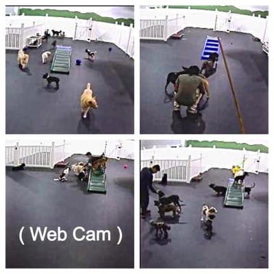 whole dogz webcam  We found the prices here to be very good and both my husband and I love being able to watch our dog on the webcam