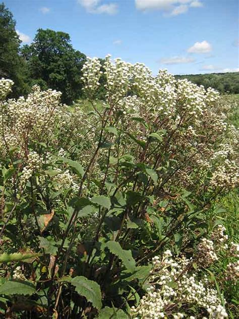 wild quinine nc ecotype  Blooms May–September