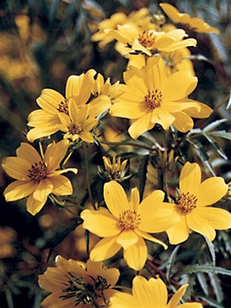 wild quinine nc ecotype 0% Coreopsis tinctoria (Plains Coreopsis) 0