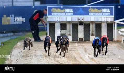 william hill results greyhounds  Find out out all the horse racing results for the last 14 days