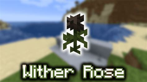 wither rose 