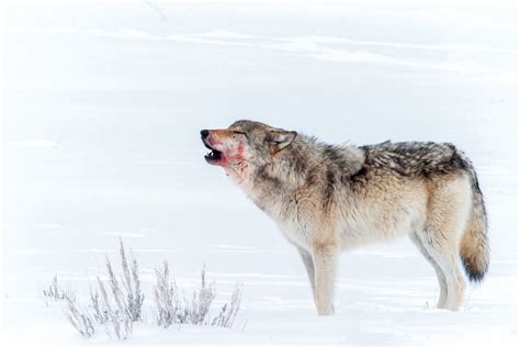 wolf howl echtgeld 4