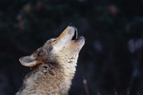 wolf howling mp3  werewolf; dog; howling; wolf; wolves; howl; NaturesTemper July 28th, 2017 14186 downloads 84 comments