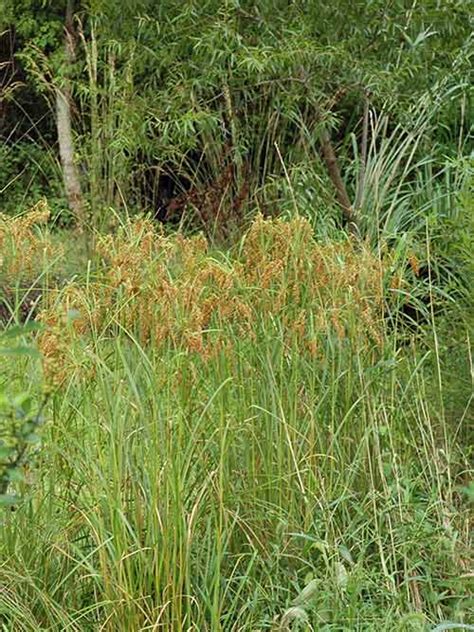 woolgrass pa ecotype  Species:0